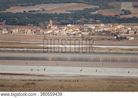 Common cranes Grus grus and Gallocanta village. Gallocanta Lagoon Natural Reserve. Zaragoza. Aragon. Spain.