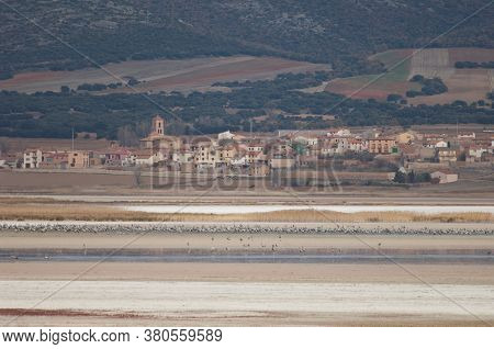 Common cranes Grus grus and village of Gallocanta in the background. Gallocanta Lagoon Natural Reserve. Zaragoza. Aragon. Spain.