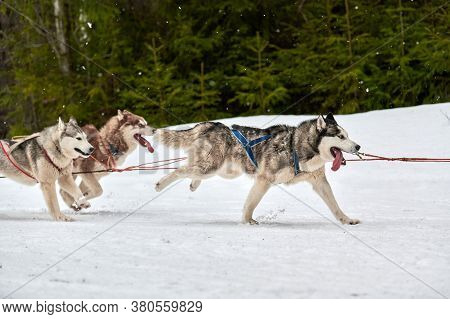 Running Husky Dog On Sled Dog Racing. Winter Dog Sport Sled Team Competition. Siberian Husky Dog In 
