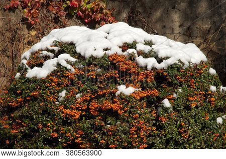 Bush with fruits and covered with snow. Sabinanigo. Huesca. Aragon. Spain.