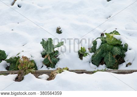 Cabbages Brassica oleracea covered with snow. Sabinanigo Alto. Huesca. Aragon. Spain.