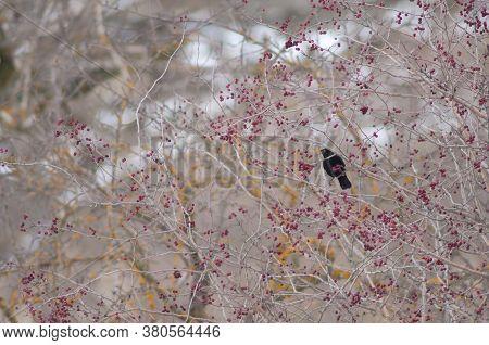 Male common blackbird Turdus merula between wild berries of a shrub. Sabinanigo Alto. Huesca. Aragon. Spain.