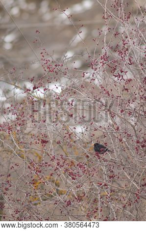 Male common blackbird Turdus merula between wild berries of a shrub. Sabinanigo Alto. Huesca. Aragon. Spain.