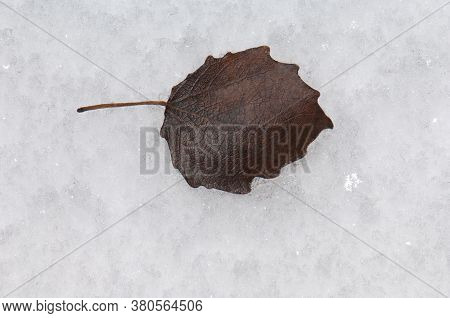 Fallen leaf on the frozen ground. Sabinanigo Alto. Huesca. Aragon. Spain.