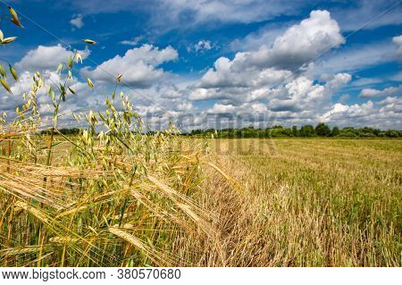 Wheat Field Landscape. Summer Wheat Field Agriculture.