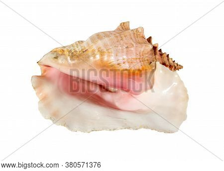 Sea Shell Isolated On A White Background. Beautiful Seashell Close-up. Lobatus Strombus Gigas. Queen