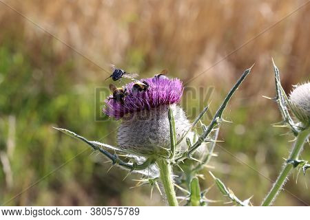 Bees And Bumblebees Collect Nectar From Flowers