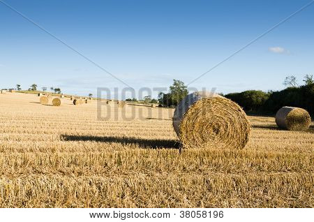 Hayfield