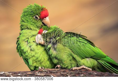 The Cordilleran Parakeet Portrait In The Afternoon Light.
