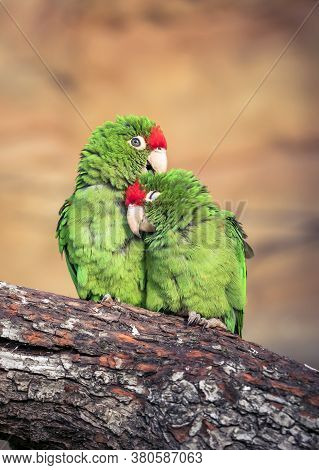 The Cordilleran Parakeet Psittacara Frontatus Portrait In The Afternoon Light. South American Parrot