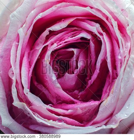 Pink Rose Bud For Close-up Background, Top View, Selective Focus.