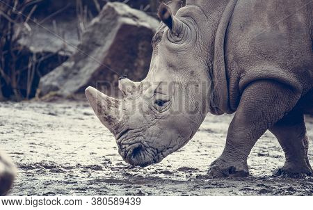 Ceratotherium Simum Cottoni, Diceros Bicornis Michaeli, White Rhino