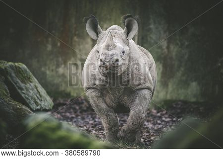 Ceratotherium Simum Cottoni, Diceros Bicornis Michaeli, White Rhino