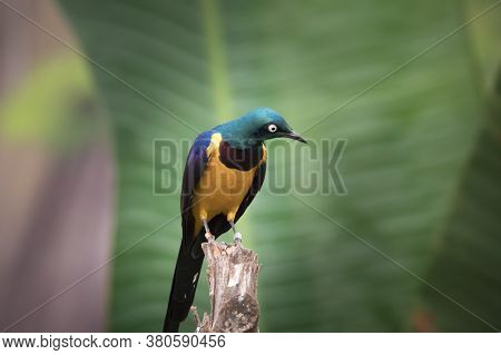 Golden-breasted Starling Perched On The Tree Branch