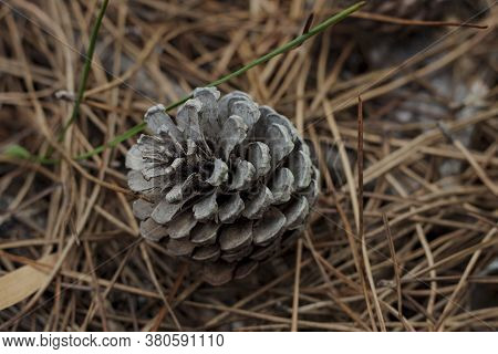 Fir Cones On The Forest Floor With Intentional Shallow Depth Of Field And Vignetting.