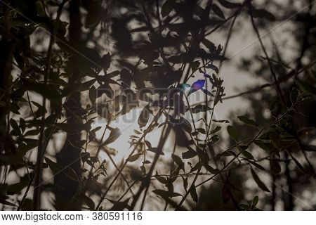 A Peak Through The Tree Branch . Magic Mystical Forest