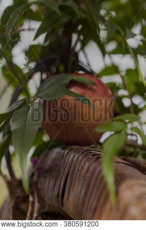 Apples On The Tree. Close-up. Selective Focus