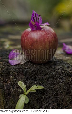 Fresh Apples On A Wooden Log , Healthy Eating Concept.
