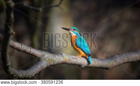 Kingfisher Sitting And Hunting On The Branch