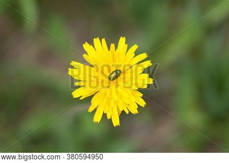 A Closeup Shot Of An Insect On A Yellow Flower Under The Sunlight
