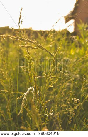 Phalaris Arundinacea Or Canary Cane Herb. Field In The Rays Of The Summer Sunset