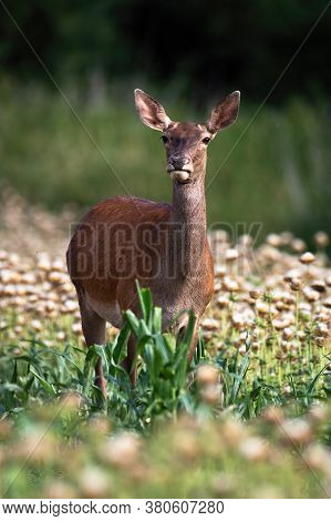Red Deer Hind Standing In Poppy In Summer Nature.