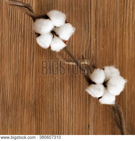 Natural Wooden Background With Cotton Flowers On Branch. Environmental Fon With Natural Plant. Selec
