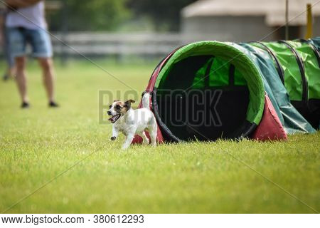 Jack Russel Terier In Agility Tunel On Ratenice Competition. Amazing Day On Czech Agility Competitio