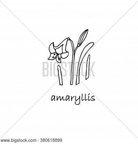 Amarylis Plant Sketch. Hand Drawn Ink Art Design Object Isolated Stock Vector Illustration For Web, 