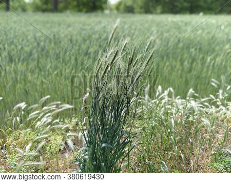 Grass Field. Wall Barley Or Hordeum Murinum Grows Like A Weed. In The Background Agricultural Crop W