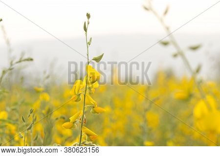 Sunn Hemp Or Chanvre Indien, Legume Yellow Flowers That Bloom In A Farmer's Field In The Evening At 