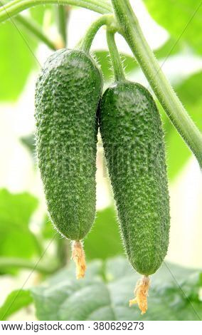 Fresh Juicy Green Prickly Cucumbers On Branches In The Greenhouse Close-up. The Concept Of Growing A