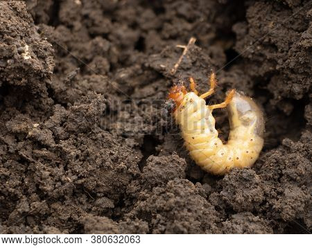 Melolontha Melolontha - A Maybug. Harmful To Vegetable Crops In The Garden