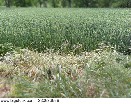 Wall Barley Or Hordeum Murinum Grows Grows Next To A Wheat Field. Agricultural Cereals. Weeds And Us