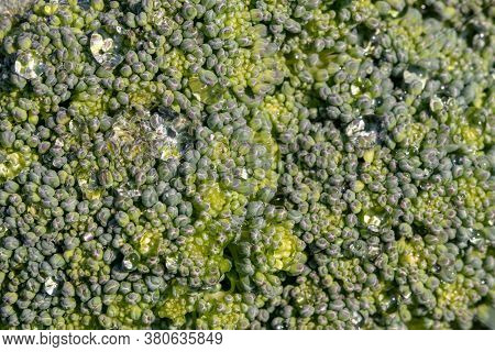 Broccoli Texture. Close-up Of A Green Young Fresh Organic Broccoli Plant Background With Water Drops
