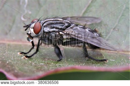 Macro Image Of House Fly On A Leaf With Water Droplet