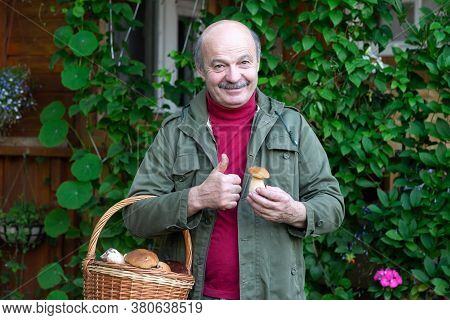 Old Man Gathers Mushrooms Showing A Cep From Basket.