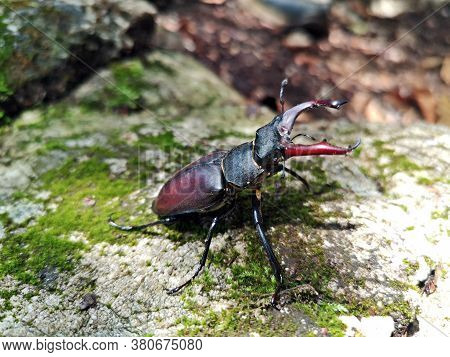 Stag Beetles Is A Family Of About 1,200 Species Of Beetles In The Family Lucanidae - Lucanus Cervus