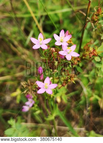 Pink Flowers In The Field - Centaurium Erythraea  Rafn - European Centaury