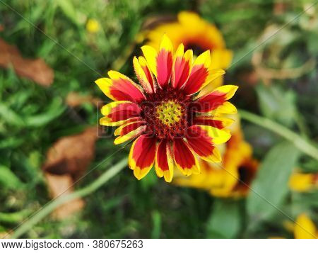Summer In The Garden . Great Blanket Fower. Gaillardia Aristata  Pursh. Rose-ring Blanket-flower