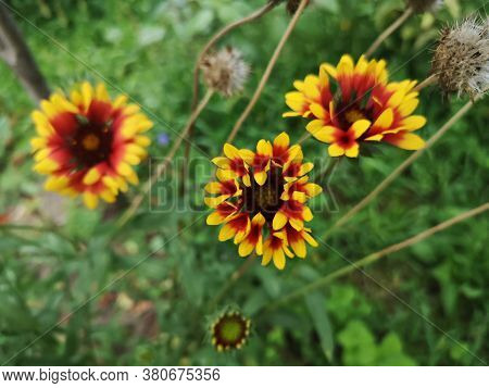 Summer In The Garden . Great Blanket Fower. Gaillardia Aristata  Pursh. Rose-ring Blanket-flower