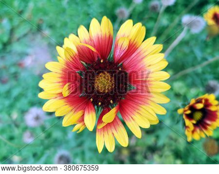 Summer In The Garden . Great Blanket Fower. Gaillardia Aristata  Pursh. Rose-ring Blanket-flower