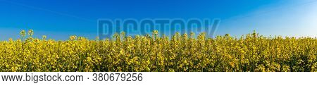 Panoramic View On Canola Flowers Or Yellow Rape Seed Field. Idyllic Blooming Spring Meadow, Blue Sky