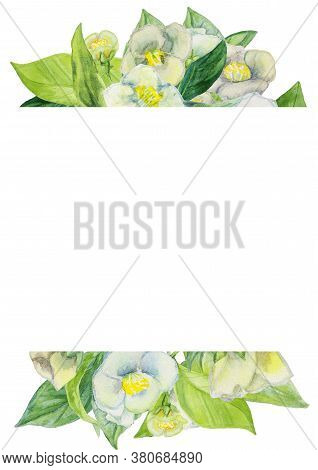 Hand Painted Botanical Floral Illustration. White Jasmine Flowers. Can Be Used For Printing Wedding 