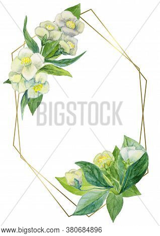 Hand Painted Botanical Floral Illustration. White Jasmine Flowers. Can Be Used For Printing Wedding 