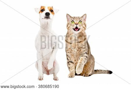 Funny Dog Parson Russell Terrier And Cat Stottish Straight Sitting Together With Raised Paws Isolate