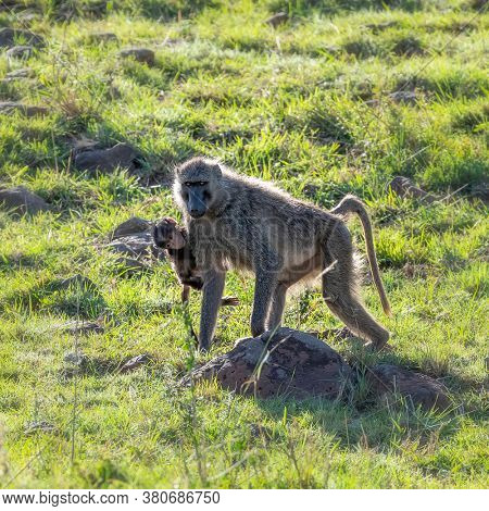 Olive baboon and baby in the Masai Mara, Kenya, walking the the lush green grass in the afternoon sunshine. Square format