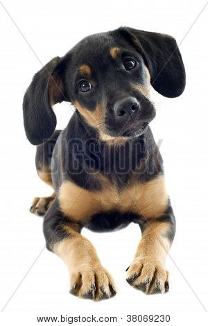 ลูกสุนัข Doberman