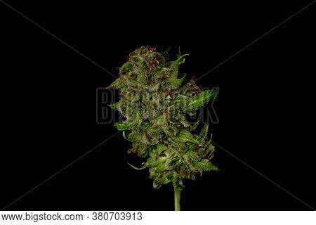 Strawberry Akeil Variety Of Marijuana Flower With Black Background