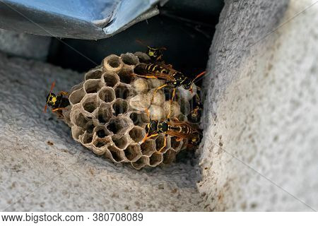 European Paper Wasp. Nest With Starting Colony. Polistes Dominula. Summer Insect. Wasps Working On C